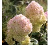 Гортензия Мэджикал Свит Саммер (Sweet Summer) С 2,5;  3 года